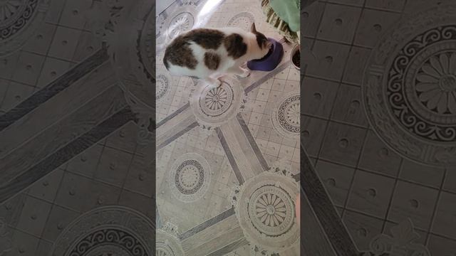 Филя кушает
