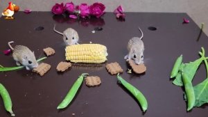 Видео для кошек про крысок развлекать питомцев 🐭🐀😂 (287)