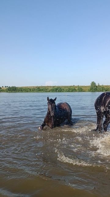 КУПАНИЕ КОНЕЙ смотреть онлайн