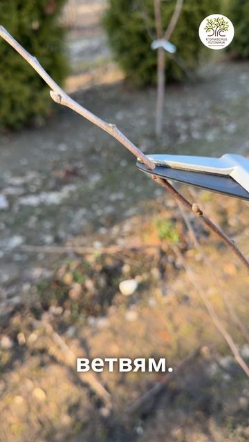 Обрезка молодой яблони смотреть онлайн