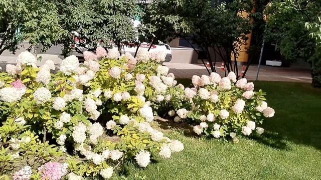 Мак восточный из обрывка корня? смотреть онлайн