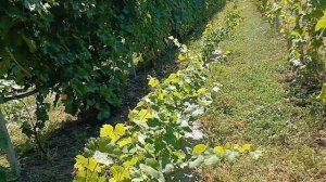 Видеообзор некоторых технических сортов винограда( Солярис, Платовский,Фронтиньяк, Данко,Маршал Фош,