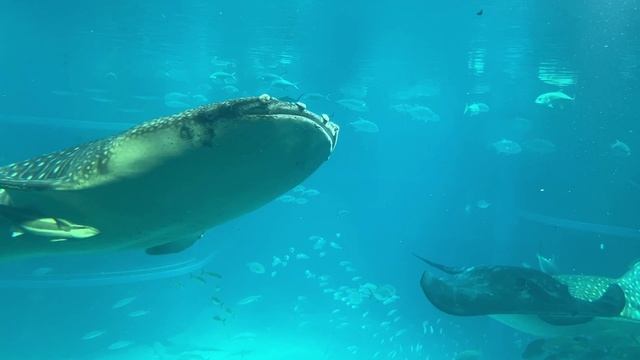 VLOG 2: храмы Тодай-дзи и Исэ-дзингу. Океанариум Осака и Парк Universal Studio. Япония