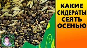 Какие сидераты сеять  осенью ,весной, под зиму