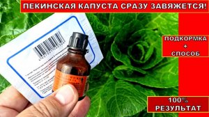 ПЕКИНСКАЯ КАПУСТА МОМЕНТАЛЬНО ЗАВЯЖЕТ КРЕПКИЙ КОЧАН! ПОДКОРМИ И СДЕЛАЙ ТАК ДЛЯ КОЧАНОВ КАПУСТЫ