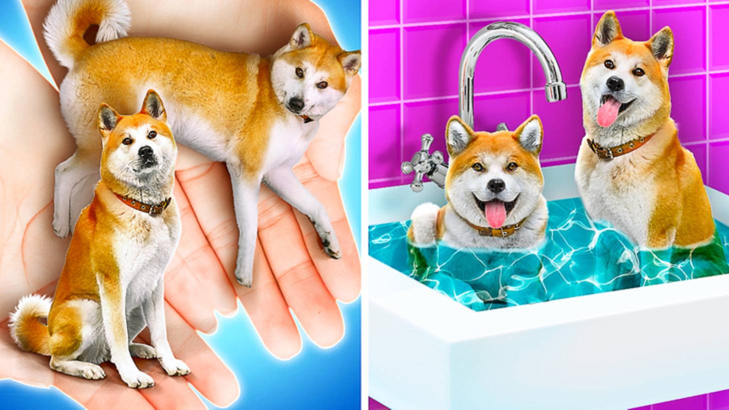 Богатый вампир усыновил собаку 🧛♂️🐶 Удивительные хитрости для питомцев ✨ смотреть онлайн