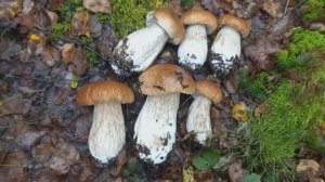 ГРИБЫ КРУГОМ , СТОЛЬКО Я ЕШЕ НЕ СОБИРАЛА