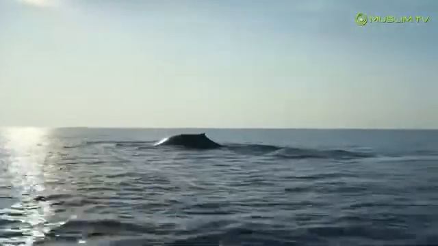 Китлар хакидаа