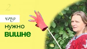 ВИШНЯ: ПРОБЛЕМЫ при выращивании и МЕТОДЫ РЕШЕНИЯ