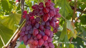 Виноград Казанова Шульга А.И. 26.08.25год,  Новороссийск.