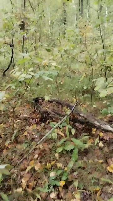 А вот и белые пошли. 24.08.2025 смотреть онлайн