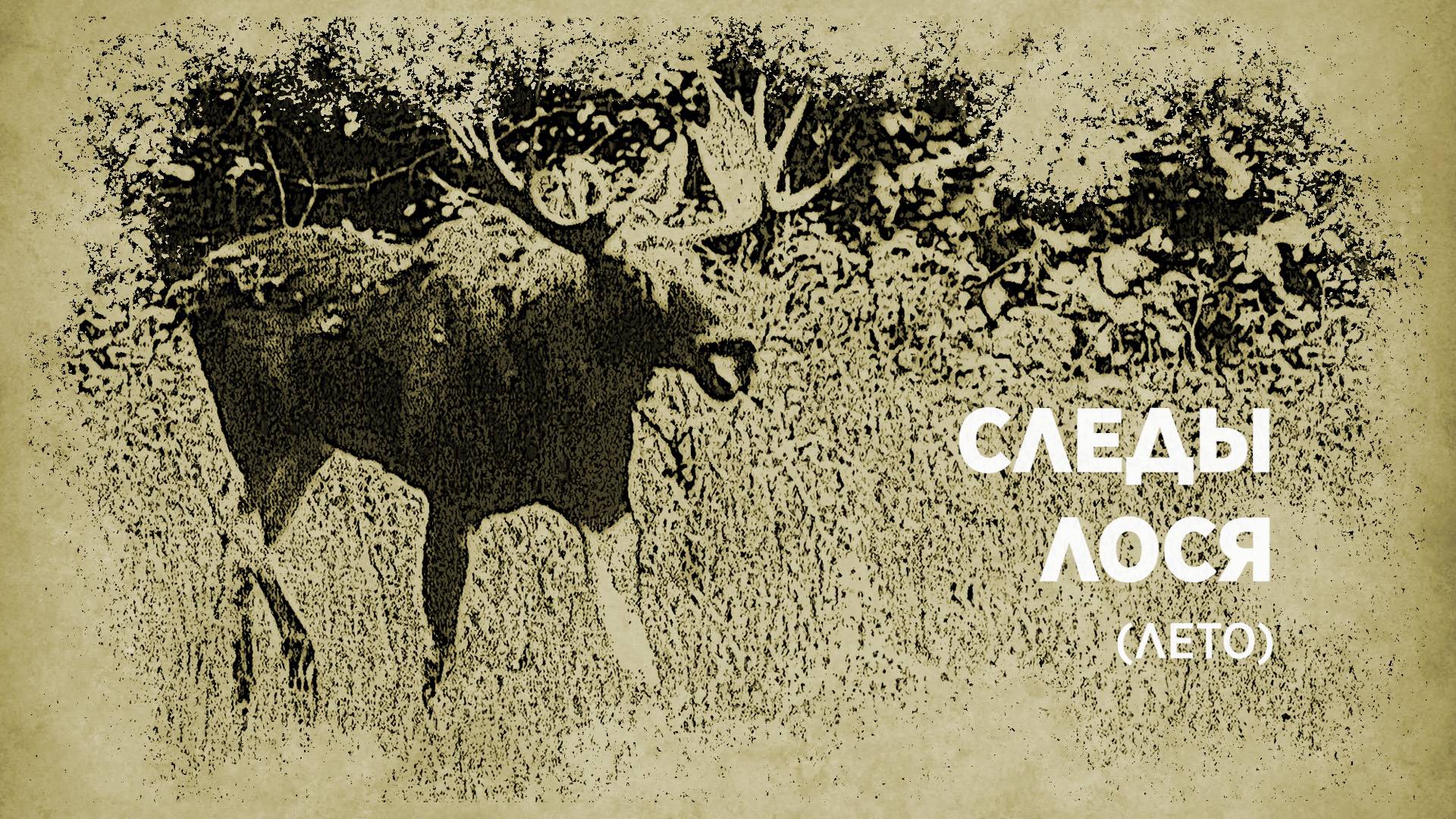 Следы лося. Лето