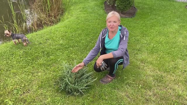 В деревню на дачу🏡#Копаем, сажаем, пересаживаем#Пересадка пиона🌼 и можжевельника🌲#24августа2025#