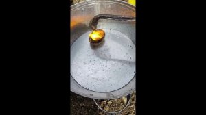 Плавка золота в картофиле