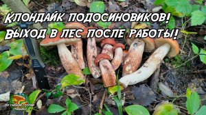 Клондайк подосиновиков! Выход в лес после работы! 27.08.2025