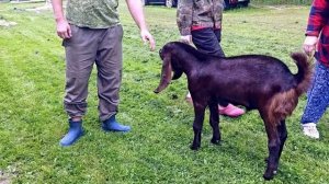 СОКРАЩАЕМ СТАДО ЛАКОН!