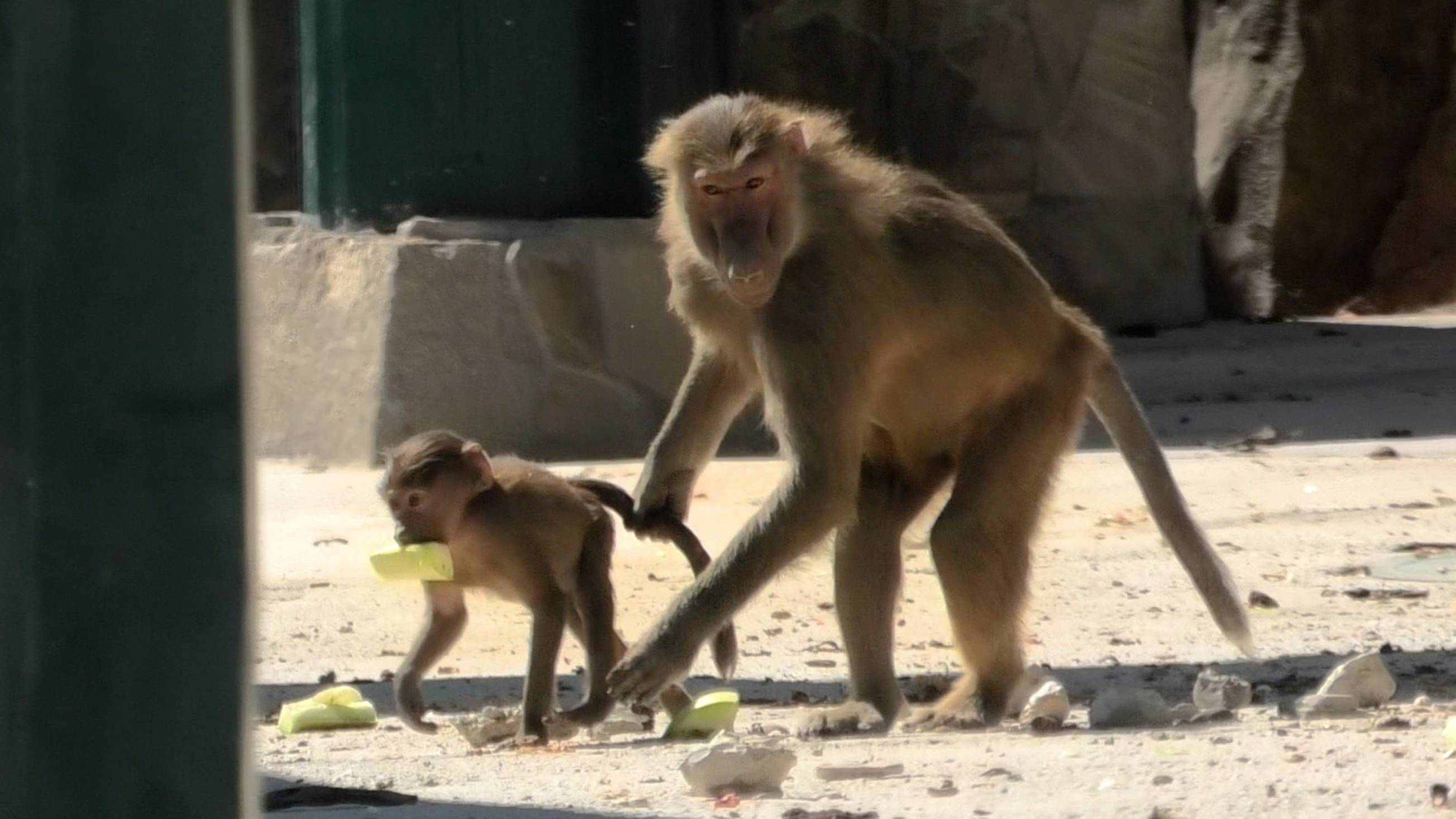 Дом 2 переехал! Теперь СЕРИАЛ ПОД УГРОЗОЙ! Дед прибежал с нами поздороваться и скрылся за поворотом! смотреть онлайн