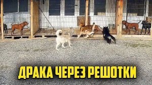 Питбуль VS Волк. ПРОВОКАТОР Питбуль Граф зачинщик кипишей и драк в банде Дворняжка пришла к питбулям
