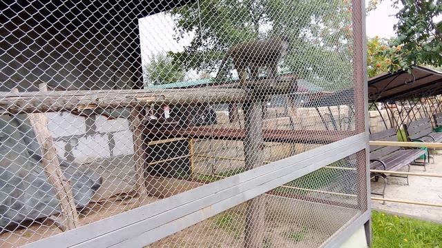 Зоопарк планета обезьян. Мартышка Аленна.