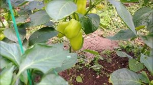 Сладкий перец «Винни пух» и «Лисичка желтая»