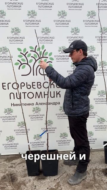 Обрезка однолетних деревьев смотреть онлайн