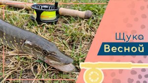 Нахлыст. Весенняя щука. Рассказ о ловле щуки нахлыстом. Ловля нахлыстом в городе.