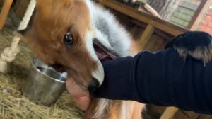 Лиса-Алиса. Лис Игнис переживает из-за чужаков на его территории