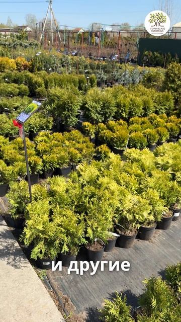 Пересадка растений весной смотреть онлайн