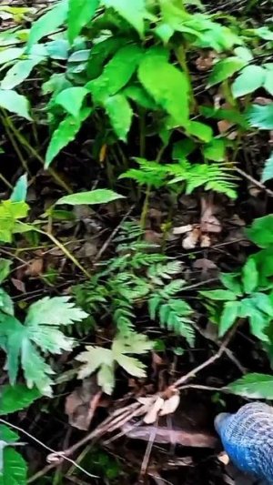 Ух ты - пух ты, артефакт!