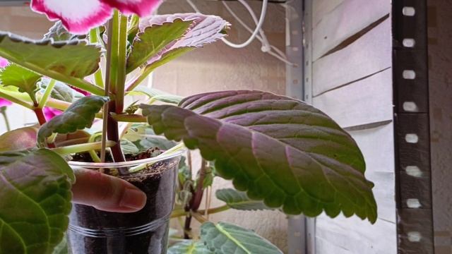 ШИКАРНОЕ ЦВЕТЕНИЕ ГЛОКСИНИЙ 🙏😍😍 #глоксиния #цветы #цветыдлядома #комнатныецветы смотреть онлайн