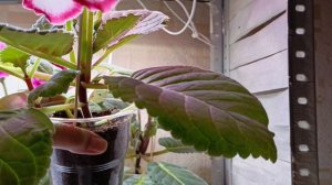 ШИКАРНОЕ ЦВЕТЕНИЕ ГЛОКСИНИЙ 🙏😍😍 #глоксиния #цветы #цветыдлядома #комнатныецветы