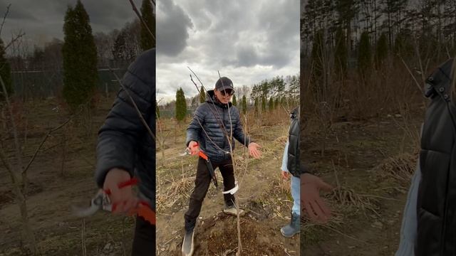 Обрезка, часть 5, про сливу смотреть онлайн