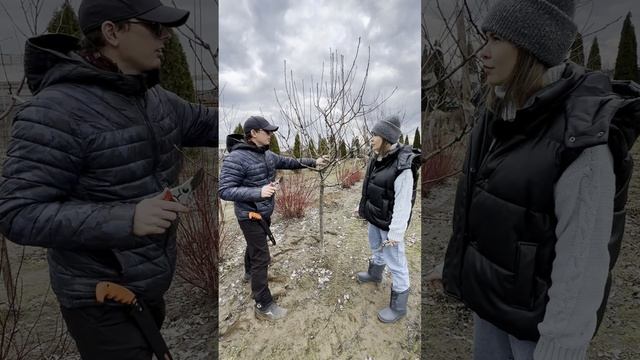 Обрезка, часть 3, закладывание плодовых почек смотреть онлайн