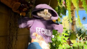 Бешу сыча Лучика! Опять настало время отрезания когтей у маленькой злобненькой совы