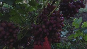 АНДРОМЕДА.ДОНСКОЕ КАЗАЧЕСТВО