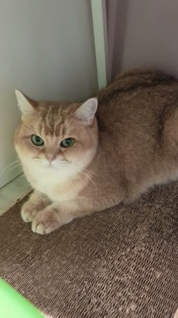 Мои животные попали в тюрьму!?