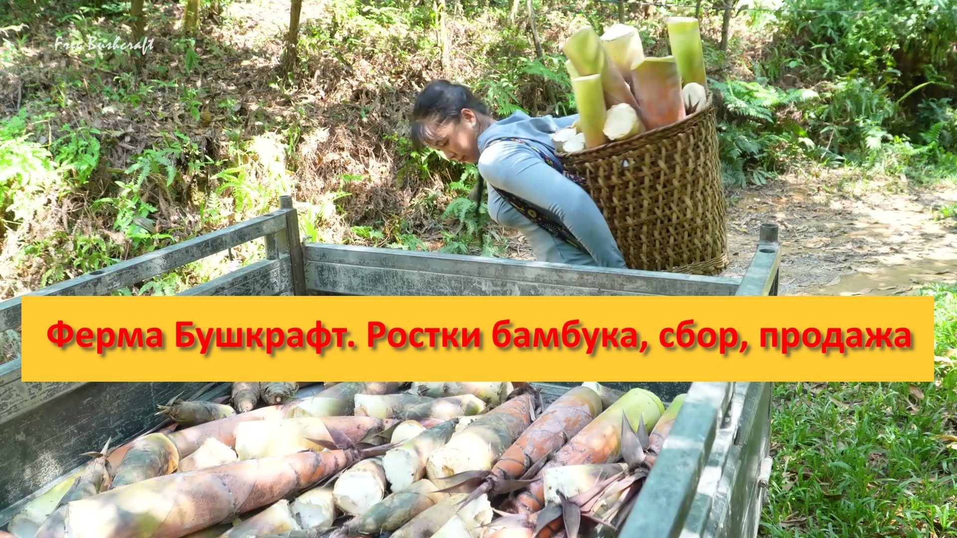 Ферма Бушкрафт в Пханге. Вьетнам. Ростки бамбука, сбор, продажа смотреть онлайн
