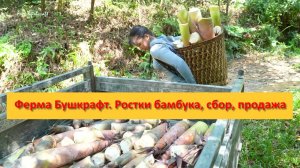 Ферма Бушкрафт в Пханге. Вьетнам. Ростки бамбука, сбор, продажа