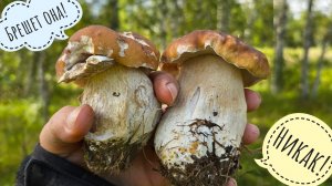 Вырастила белые грибы на своём огороде! Рассказываю, как!