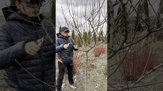 Обрезка, часть 2, замазывание срезов, храповый секатор смотреть онлайн