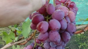 Г. ф. винограда Шансон. Воронеж. 27.08.25.