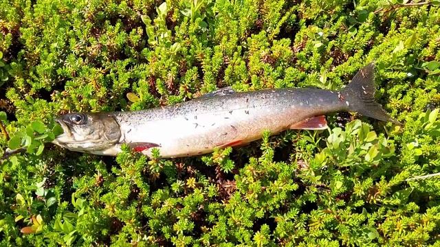 Кольский полуостров 2025 смотреть онлайн