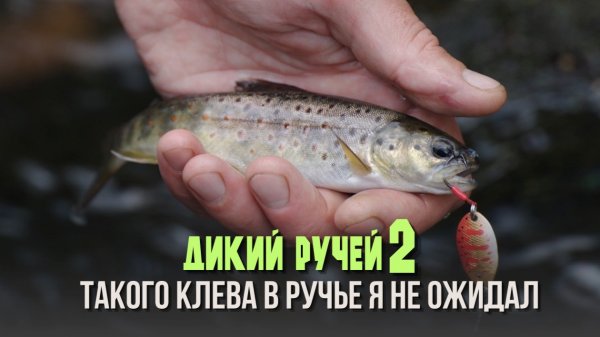Такого клева в ручье я не ожидал. Дикий ручей 2 #рыбалка #дикийручей #рыбалкафорель #форель #хариус