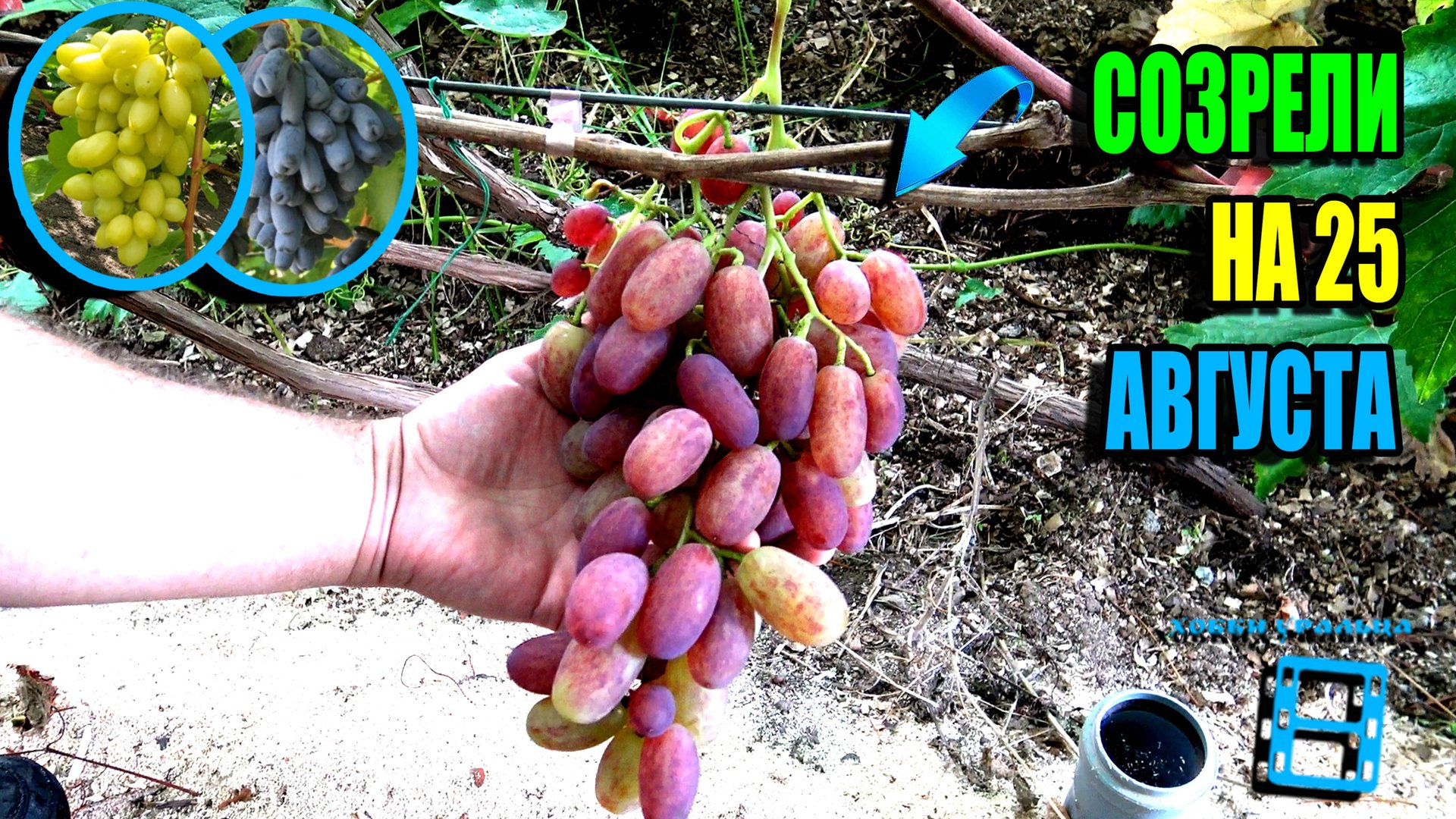 ОБЗОР РАННИХ И РАННЕ-СРЕДНИХ СОРТОВ ВИНОГРАДА НА НАШЕМ ВИНОГРАДНИКЕ. СЕВЕРНЫЙ ВИНОГРАДНИК 25-30 смотреть онлайн