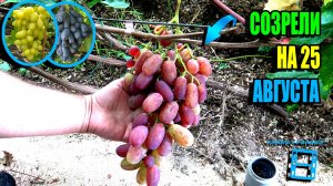 ОБЗОР РАННИХ И РАННЕ-СРЕДНИХ СОРТОВ ВИНОГРАДА НА НАШЕМ ВИНОГРАДНИКЕ. СЕВЕРНЫЙ ВИНОГРАДНИК 25-30