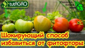 СОБРАЛИ ТОМАТЫ И ОНИ ГНИЮТ НА ГЛАЗАХ?! Спасите урожай с помощью этих секретных методов!