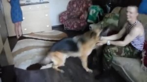 Немецкая овчарка дождалась возвращения своего лучшего друга с СВО 🐶👍🇷🇺😉