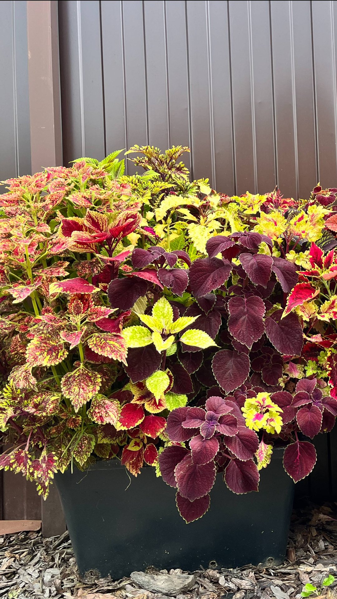 МОЙ ЗАВТРАК / ОПЯТЬ ГРАД / ОБЗОР ПОКУПОК / МОЯ КОЛЛЕКЦИЯ КОЛЕУСОВ