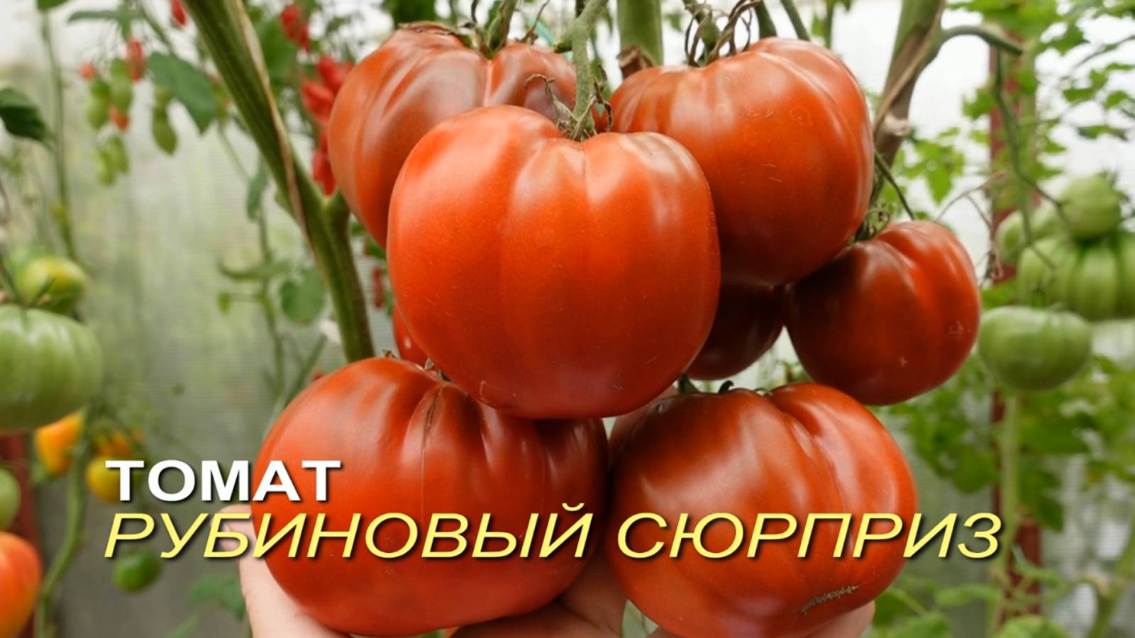 Томат РУБИНОВЫЙ СЮРПРИЗ. Обзор сортов ТОМАТОВ!