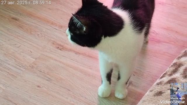 Мариуполь ⚓ МОИ ЛЮБИМКИ 🐈🐈🐈🖥️🌝+27 среда 27.08.2025 смотреть онлайн